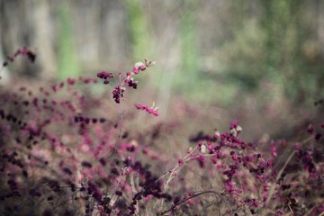 Супер Такумар 85 1,9