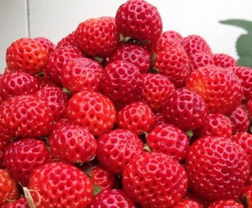 Truskawka MALINOWA sadzonki truskawek FRAMBERRY pyszna SŁODKA w doniczce