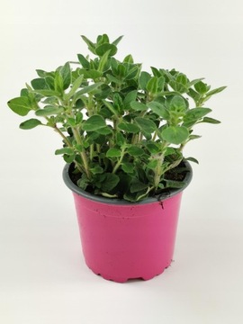 Oregano Syberyjskie Pospolite Sadzonka
