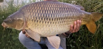 CARP LEADERS CAMOU GLON + БЕСПЛАТНАЯ ИГЛА ДЛЯ КАРПА!