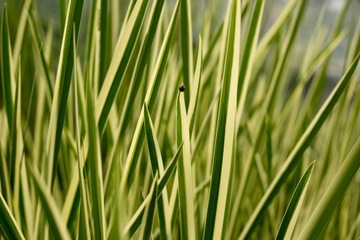10 x Tatarak zwyczajny Variegata Tatarak Paskowany