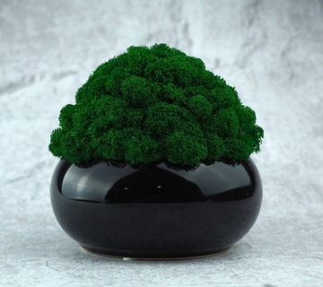 НАБОР из 3х мхов в МИКРОКЛИМАТНОМ ГОРШКЕ