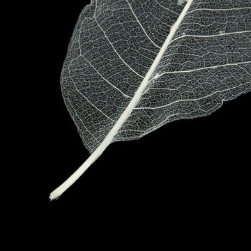 Скелет листьев
