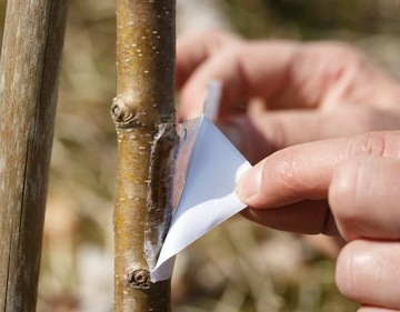 ОБИВКА ДЕРЕВЬЕВ БЕЗ ВРЕДИТЕЛЕЙ ЛЕНТА МУРАВЬЕВАЯ ЛОВУШКА ДЛЯ ТЛИ АЛАЯ ГУСЕНИЧНАЯ 5М