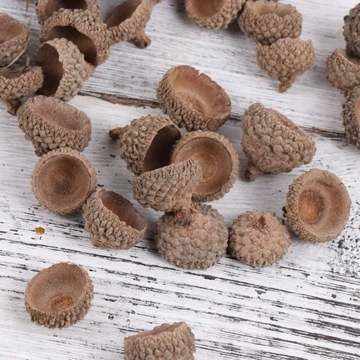 NATURALNE CZAPECZKI ŻOŁĘDZI DEKORACJA DIY 50 SZTUK