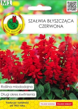 Szałwia błyszcząca czerwona - roślina miododajna - 0,5g