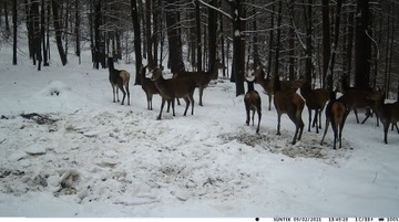 Лесная фотоловушка MMS 3G GSM + SIM + Аккумуляторы