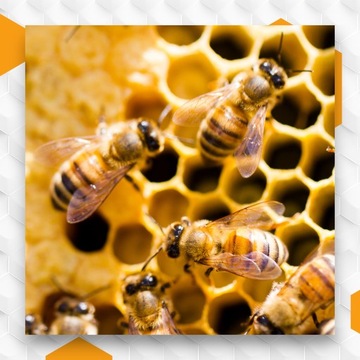 WIELKOPOLSKA FRAME FEEDER TANK 4L для пчеловодства, пасеки, улья