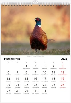 Авторский настенный календарь А3 2025 ПТИЦЫ. Уникальный!!!