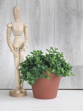 Peperomia Rotundifolia Ø12 cm