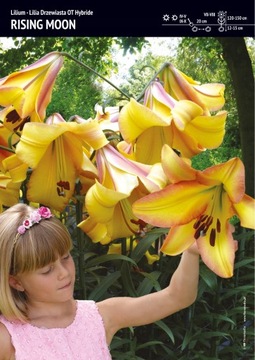 Cebulka Lilium Lilia Drzewiasta Rising Moon 1szt