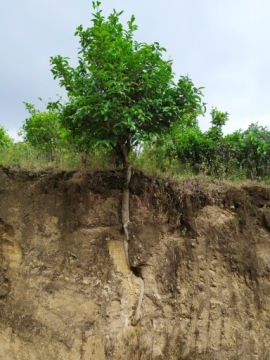 Чай Красный ПУЭР растворимый кристаллический, 3г