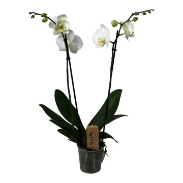 Phalaenopsis - Orchidea Biała - Doniczka 12cm - Wysokość 50-60cm