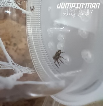 паук-скакун Phidippus otiossus Cuba L3/L4 + сетка или тепловой пакет БЕСПЛАТНО