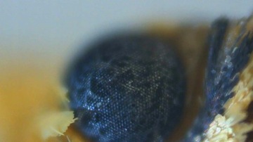 Цифровой микроскоп с ЖК-дисплеем 2000x + 10LED 1080P 12MPIX