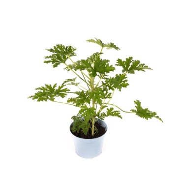 Geranium Pachnące Lecznicza Anginka Ładna Sadzonka w donicy P13