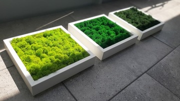 Картина в трёх рамах, мох+дерево, 30х30 см.