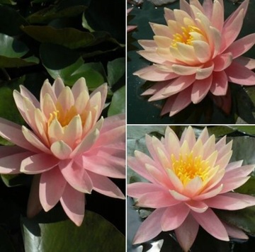 LILIA WODNA Sunny Pink Nymphaea do oczka wodnego i stawu