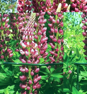 ОПОРА ПЕРГОЛА ДЛЯ ЦВЕТОЧНЫХ РАСТЕНИЙ 115 СМ