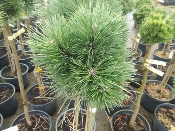 Sosna PA' Pinus nigra Bila
