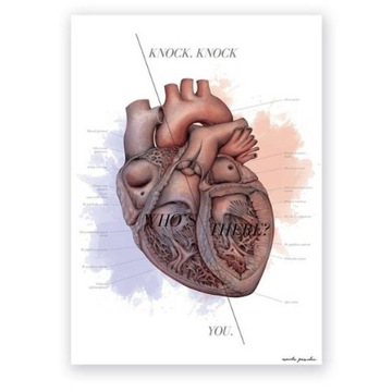 Plansza anatomiczna budowa serca KNOCK KNOCK