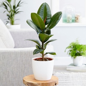 Duży ładny Fikus Elastika Robusta Ficus Elastica