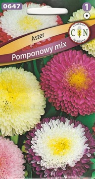 Aster Pomponowy cudowne pełne różnobarwne kwiaty