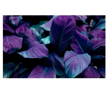Fototapeta 520x318cm duże fioletowe liście