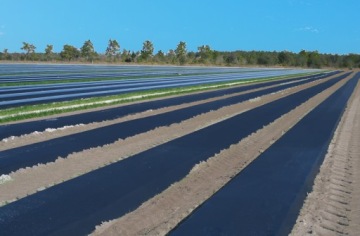 Биоразлагаемая посадочная пленка, огурец, салат