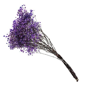 Гипсофила пурпурная СТАБИЛИЗИРОВАННЫЕ РАСТЕНИЯ