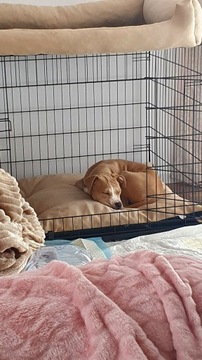 БОЛЬШАЯ КЛЕТКА ДЛЯ СОБАК 106x71x81 см XXL