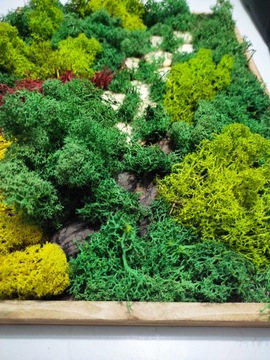 obraz z mchu chrobotek żywy obraz w2