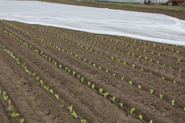 Белый агротекстиль ПРОТИВ ГРАДА, ПТИЦ И МОРОЗА 420 см х 10 м С УФ