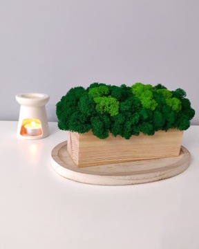 Декоративный мох Хроботек в горшке 20см, подарок