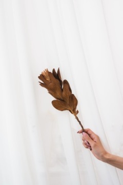 ПРОТЕЯ сушеная с листьями цветка Прометея.