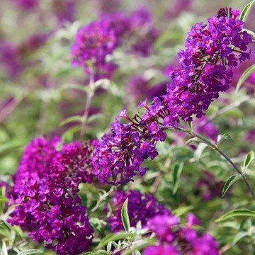 Budleja Dawida NANHO PURPLE fioletowa SADZONKA