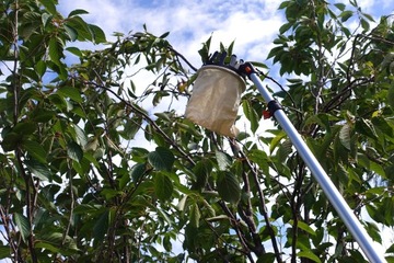 Сборщик фруктов на телескопической ручке с режущим ножом 1,17-3,6 м.