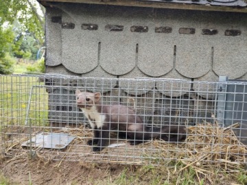 БОЛЬШОЙ ЖИРАФ КАПКАН КУНИЦЫ КРЫСЫ ЛАСКИ НОРКИ ХОРЬКИ ГРАЦИОЗНЫЙ