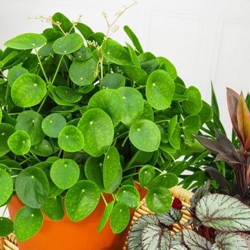 Pilea peperomioides - roślina PIENIĄŻEK rozmiar S, idealna do domu