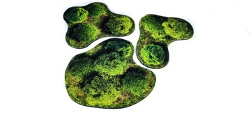 2D УНИВЕРСАЛЬНЫЕ ОБЛАСТИ - ЛЕС