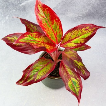AGLAONEMA Crete FLAMES Red dØ12cm Niesamowicie wybarwiona PŁOMIENNA unikat