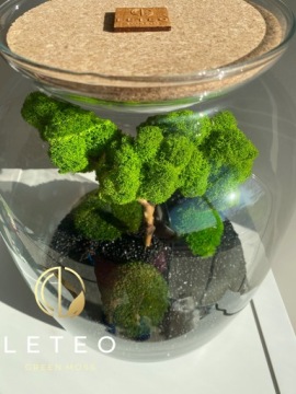 лес в банке мох бонсай хроботек растения из мха уникальный подарок премиум класса