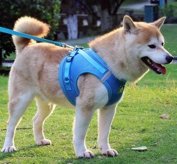 Ненапорная шлейка для средней собаки + поводок размера L.