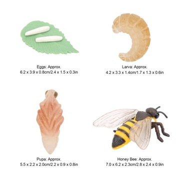 Модель насекомых, игрушечный цикл роста, модель пчелы