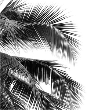 FOTOTAPETA 200x254 tapeta flizelina PALMA #F127