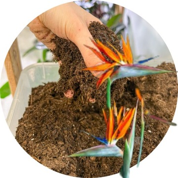 Ziemia do Strelicji Podłoże Premium Dedykowane 13L