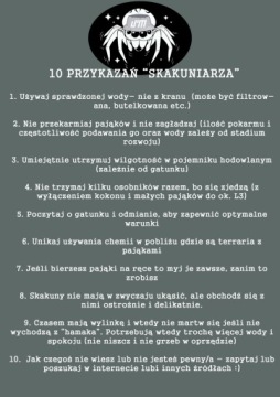 МУЖЧИНА King Jumping Cub Phidippus regius SOROA L6/L7 + сетка или тепловой пакет