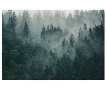 Fototapeta 368x254cm las we mgle i drzew