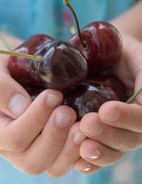 Микориза ВИШНЯ И ВИШНЯ крупные плоды 1,5л