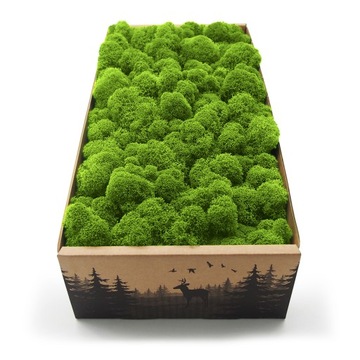 Mech chrobotek fiński 500g netto jasny zielony